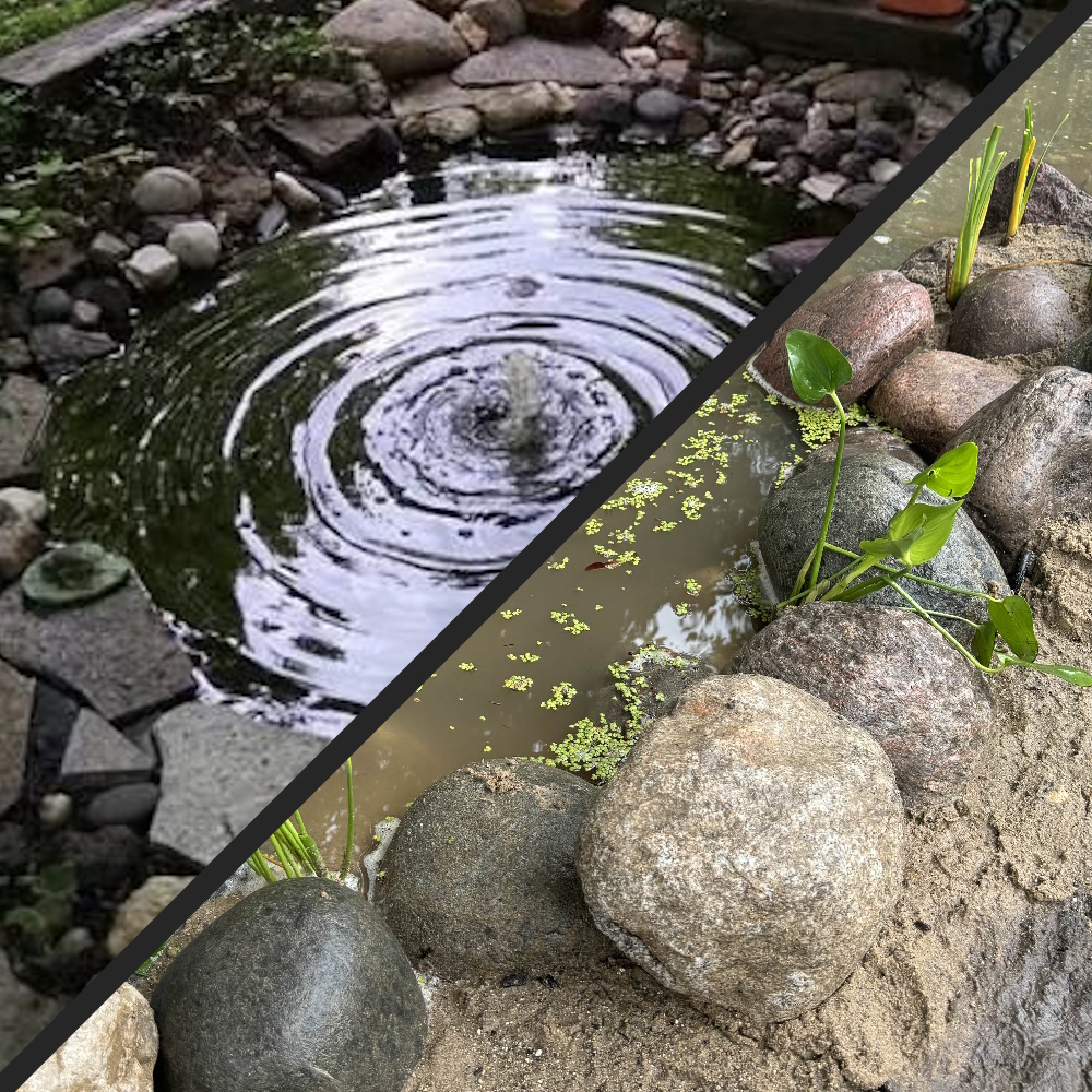 A custom backyard pond with stone edging and aquatic plants