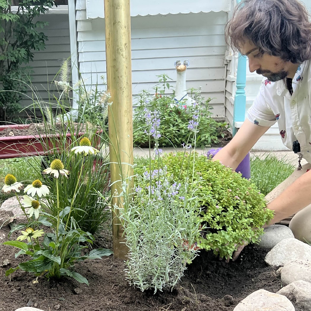 A lush planted garden bed with mixed native plants
